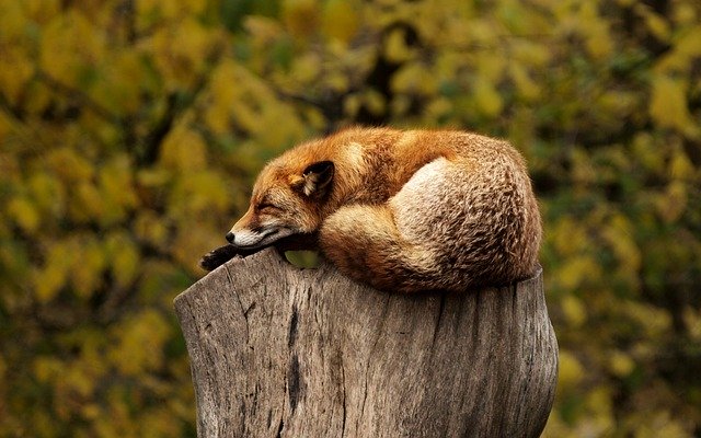 sieste après midi